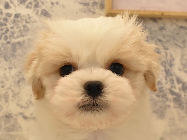 2024年2月22日生まれのハーフ犬の1枚目の写真